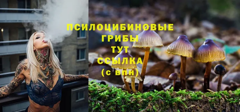 Псилоцибиновые грибы Psilocybe  купить   Ленск 